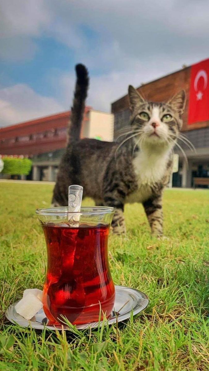 UlgenElif's tweet photo. So very #Turkish 🇹🇷😉 #EverythingTurkish https://t.co/1zHVwWsPa3