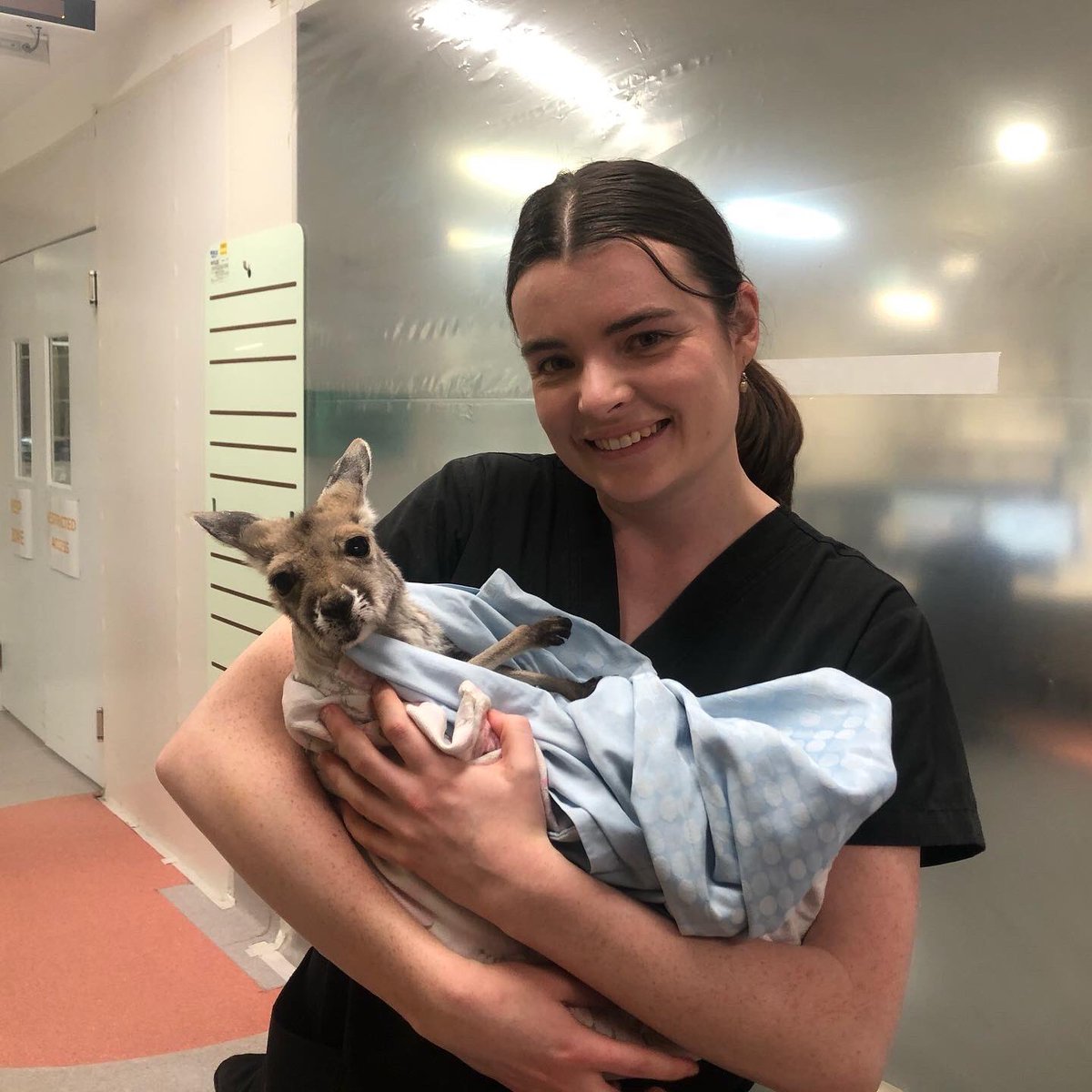 brigid_king's tweet photo. Special priority patient in Alice Springs ED today. He felt much better after some PRN cuddles (and so did I!) 🥰🥰❤️ #gorural https://t.co/NF8a6M7nQD