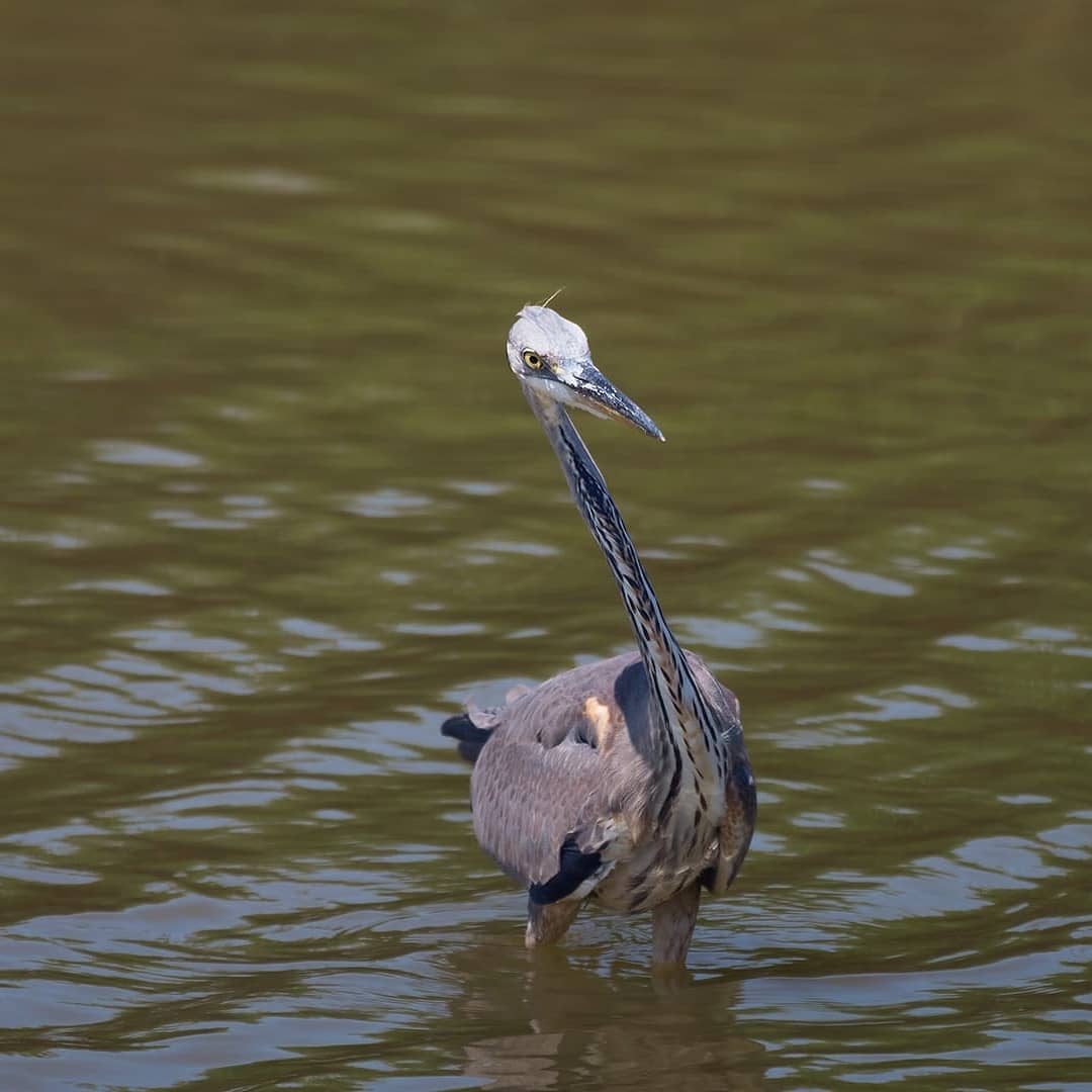 WWFOasi's tweet photo. Vienici a trovare all'oasi @WWFitalia di #macchiagrande 🦆🌾
#ilmondocheverra https://t.co/hepLQ6nHwL https://t.co/4cX3ix5oZb