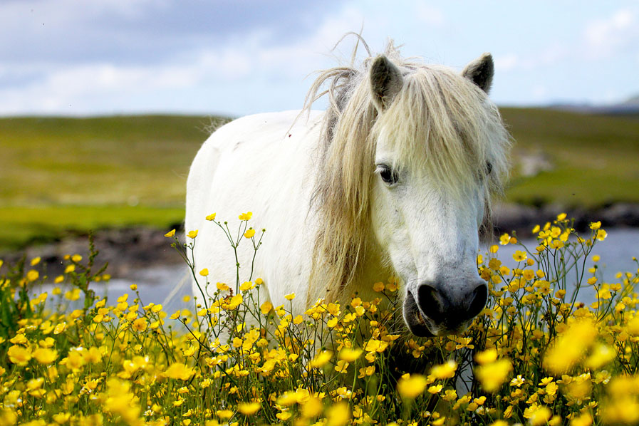 It's #NationalMeadowsDay - here in #Shetland many are presently fields of golden buttercups, but look closer and they're bursting with biodiversity - full of myriad flowering plants, humming with bumblebees, and home to many ground-nesting birds. 

Oh, and a pony or two.