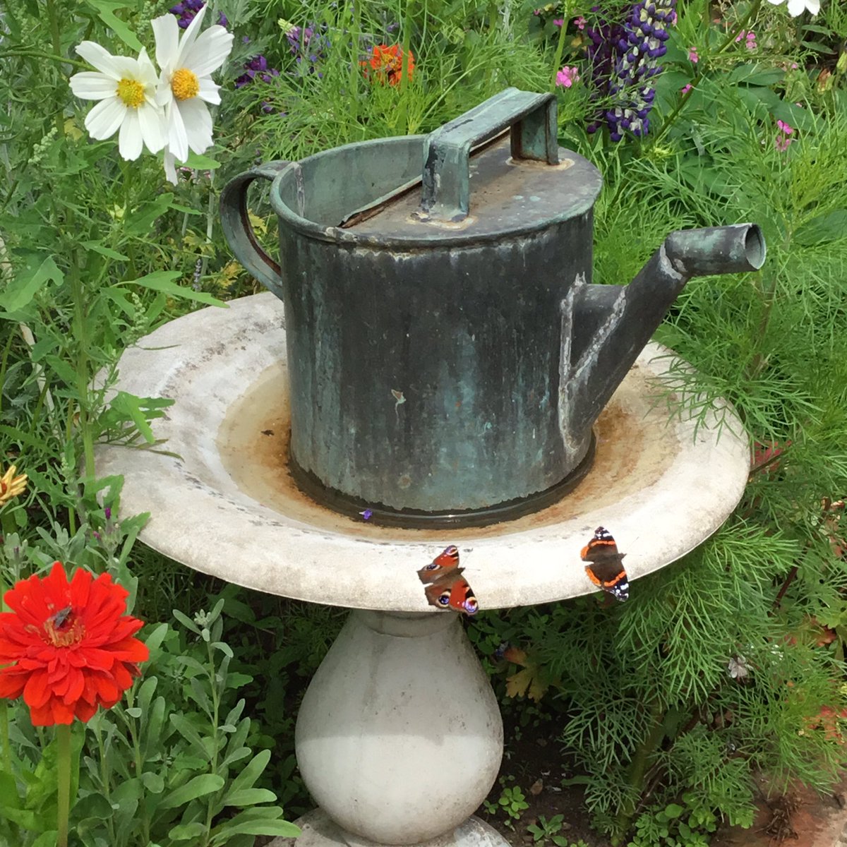 A couple of lovely butterflies relaxing 💚