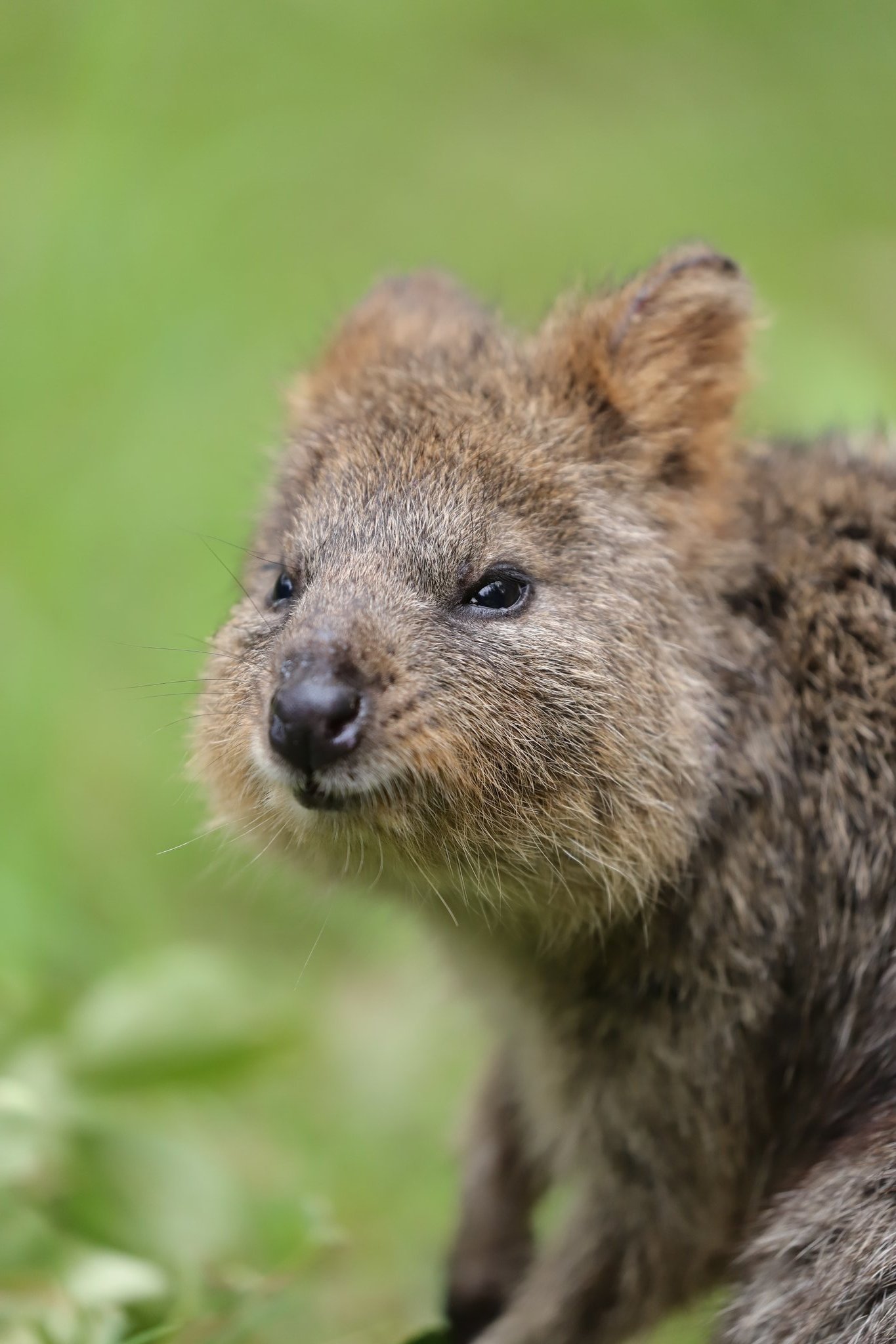 Yoshi 世界一幸せな動物クオッカちゃんでgood Evening クオッカ 世界一幸せな動物 埼玉県こども動物自然公園
