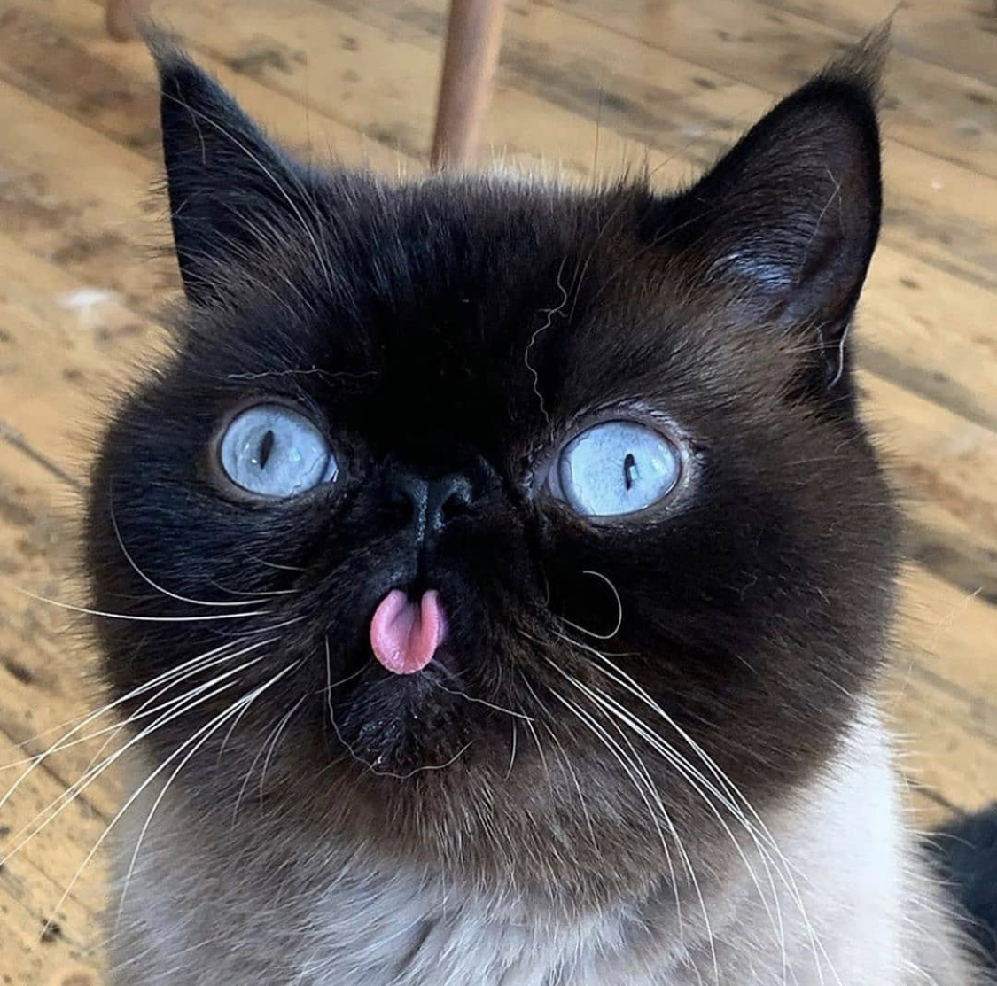 Mycolloseum_com's tweet photo. 👅🐱 Happy Weekend 😜
#tongue #cat #kitten #meow #lol #cheeky #blueeyes https://t.co/9sIXtQWDFk