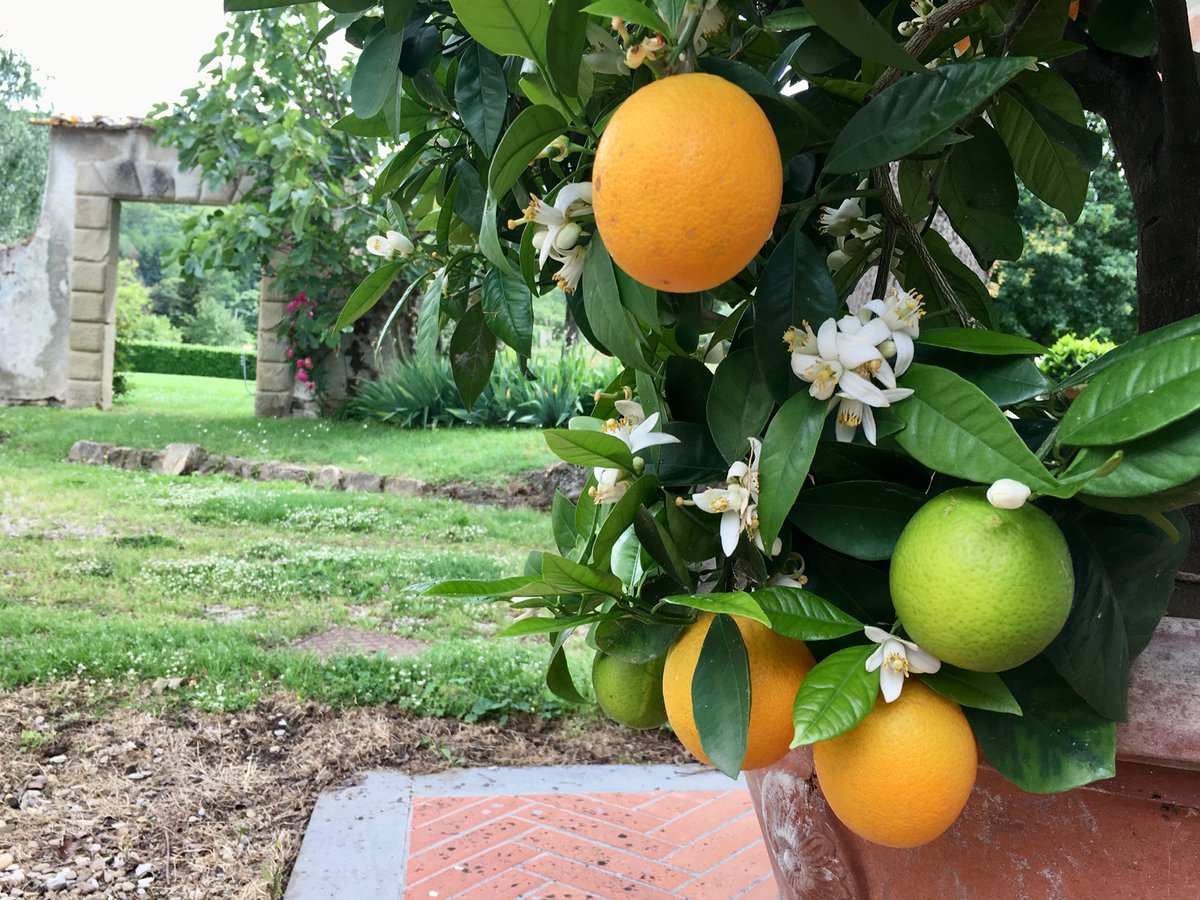 villa_campestri's tweet photo. Il profumo intenso e meraviglioso dei fiori di arancio, quello non riusciamo a farvelo sentire...
#missingourguests #tuscany #orange #flowers #mugello https://t.co/bOYHA7NQ8X