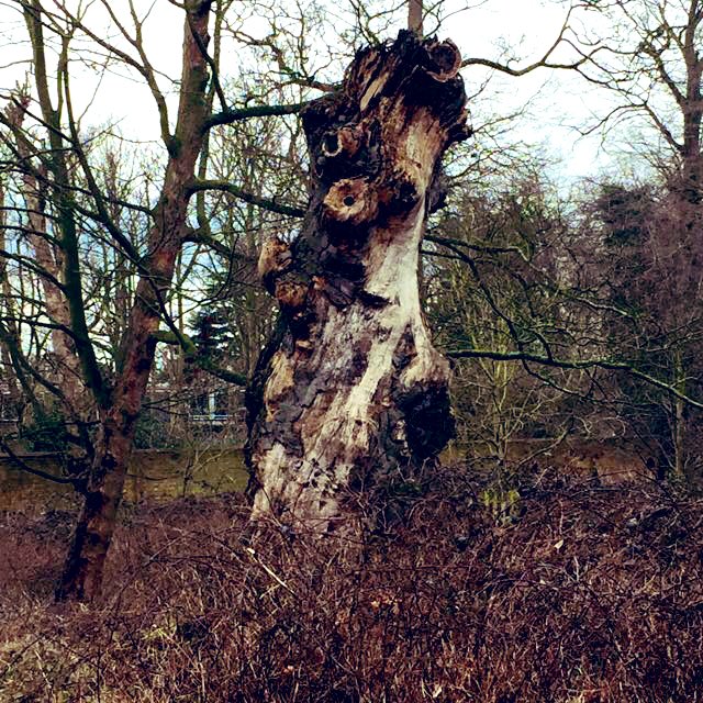 TiCLme's tweet photo. This is not a tree 

it’s a #hippopotamus

#TreeSafari #RichmondPark @GetOutKids @OutdoorFox https://t.co/K48Ejqwbzk