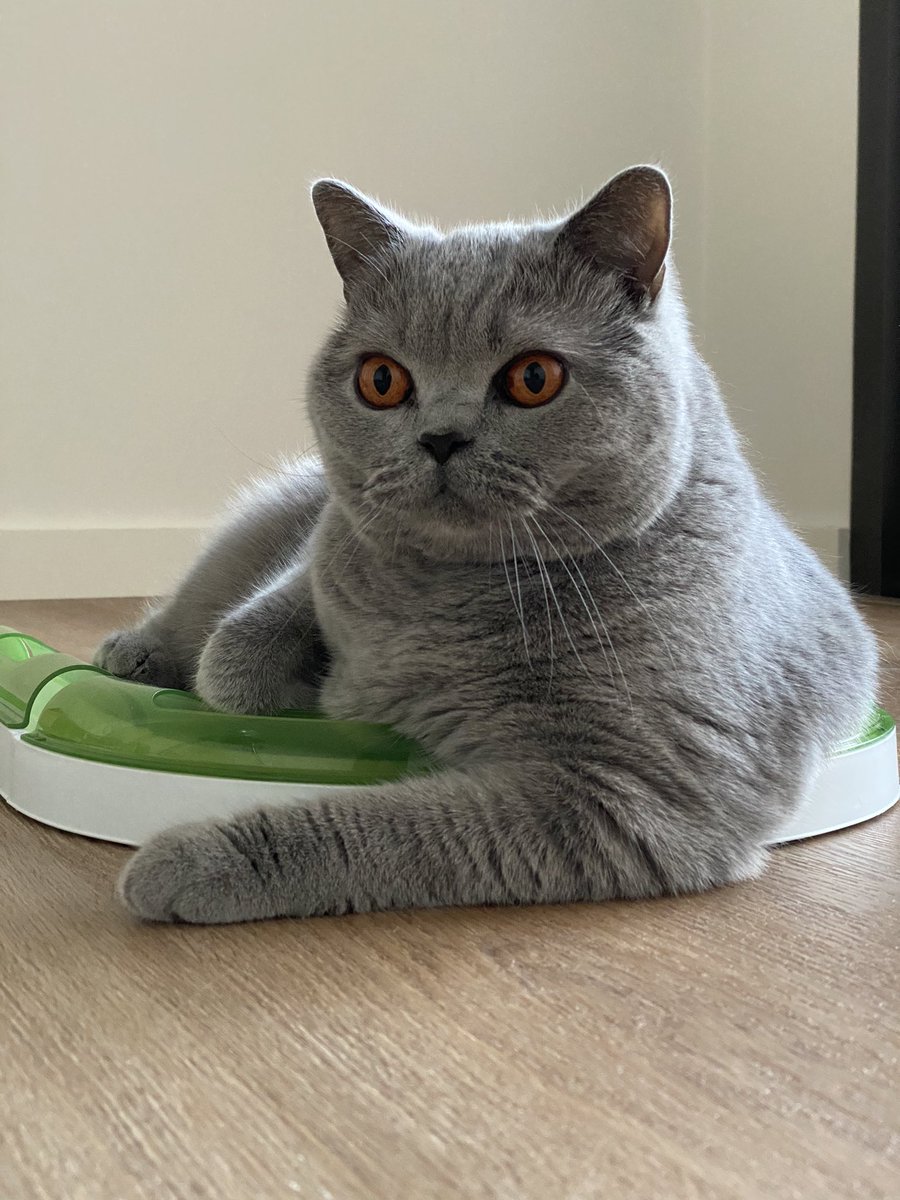 It’s #Caturday What else would you expect me to do hooman? 😹🐾 #CatsOfTwitter #SaturdayMorning