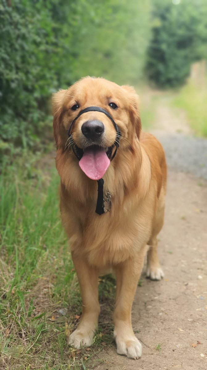GernonSC's tweet photo. @EsfandTV This is my dog Juno, Golden Retriever. Only get one if you like vacuuming fur twice a day 🧹 https://t.co/FtgtGef2Xn