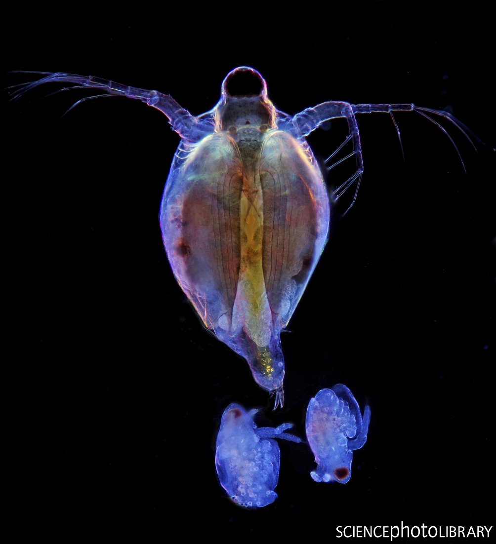 sciencephoto's tweet photo. Marek Mis captured this stunning image of water fleas in an interesting light

Darkfield illuminated polarised light micrograph of an adult water flea (order Cladocera), with two young

C:Marek Mis/SPL
https://t.co/sxcFOEJl6r

 #science #lightmicrograph #microorganisms #waterflea https://t.co/fIyE8Sc1iQ