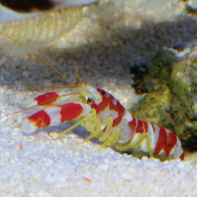 randalls pistol shrimp