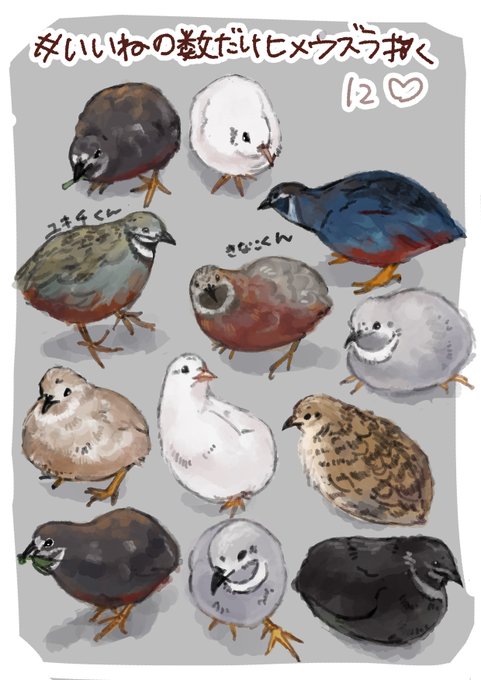 ヒメウズラのtwitterイラスト検索結果