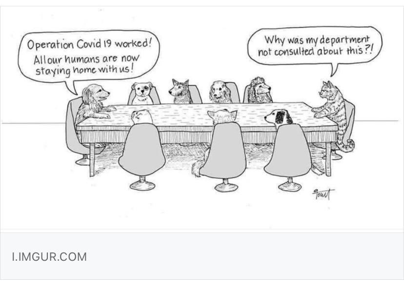 6. Internet lolz. Not since the early days of email have so many jokes been sent round by so many people in need of so much cheering up. A few faves here.