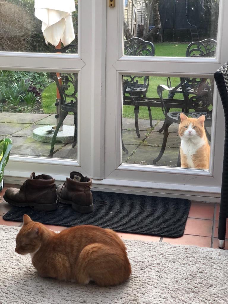 11. Magwitch. It’s been a golden era for pets. Here he is social distancing while his chubbier ginger mate tries to persuade him to break lockdown.