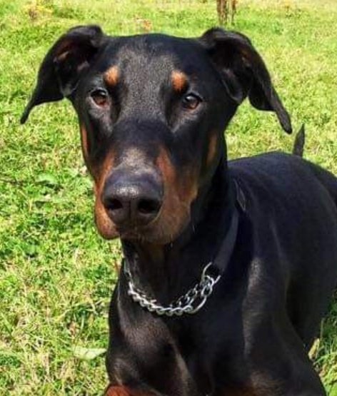 Mornings pals, hope yoos is all well todays?
Can we haff a big push for me pal JD todays pleeze, hims me #Palofdaday 😊
Hims been in kennels longer den any other pupper, wees not sure why?
Needs pet and child free furever home pleeze.
Call da kennel nannies on 01952 541254 💙🙏💙