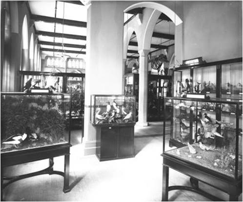 bristolmuseum's tweet photo. A museum first opened on Queen’s Road, Bristol in 1872 (now Brown’s Restaurant). Its displays of natural history and geology were largely destroyed during the Blitz in Nov 1940 and the collections moved next door to Bristol Museum & Art Gallery. #MuseumsUnlocked #LostMuseums https://t.co/GZo2lXBhnz
