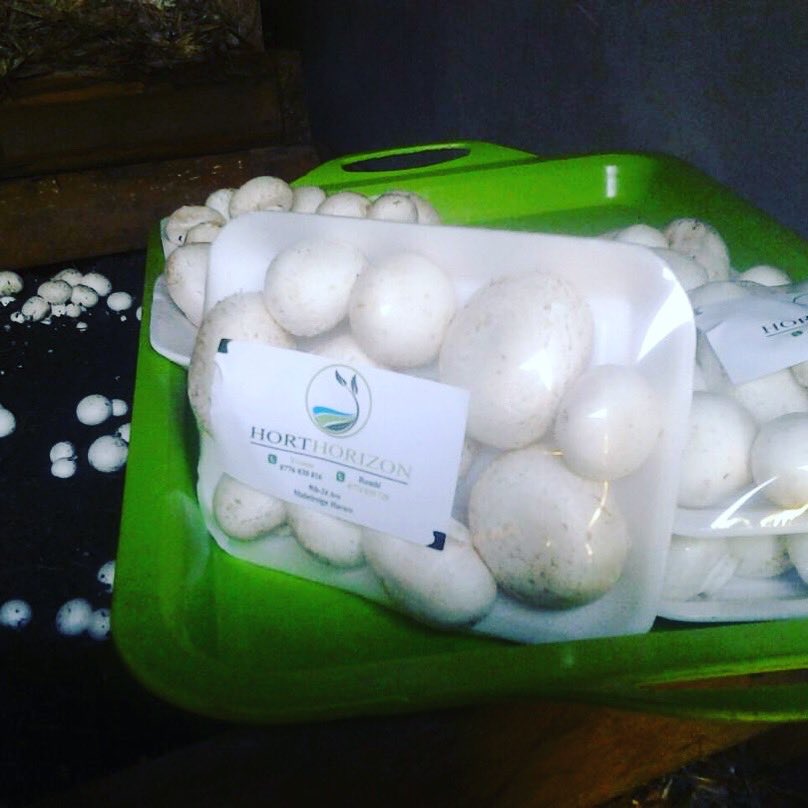 White button mushrooms for sale $1.50/200g punnet discounts available for bulk orders call or app 263776030816 #zimfarmerscan #vundafarm @VundaFarm