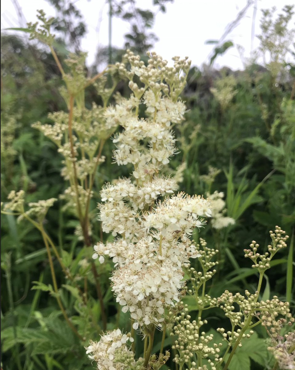 Today is  #NationalMeadowsDay  so I thought I’d create a thread about these super important and overlooked habitats – which can also be known as species rich grasslands. But what are they exactly and why do they matter? (1/11)