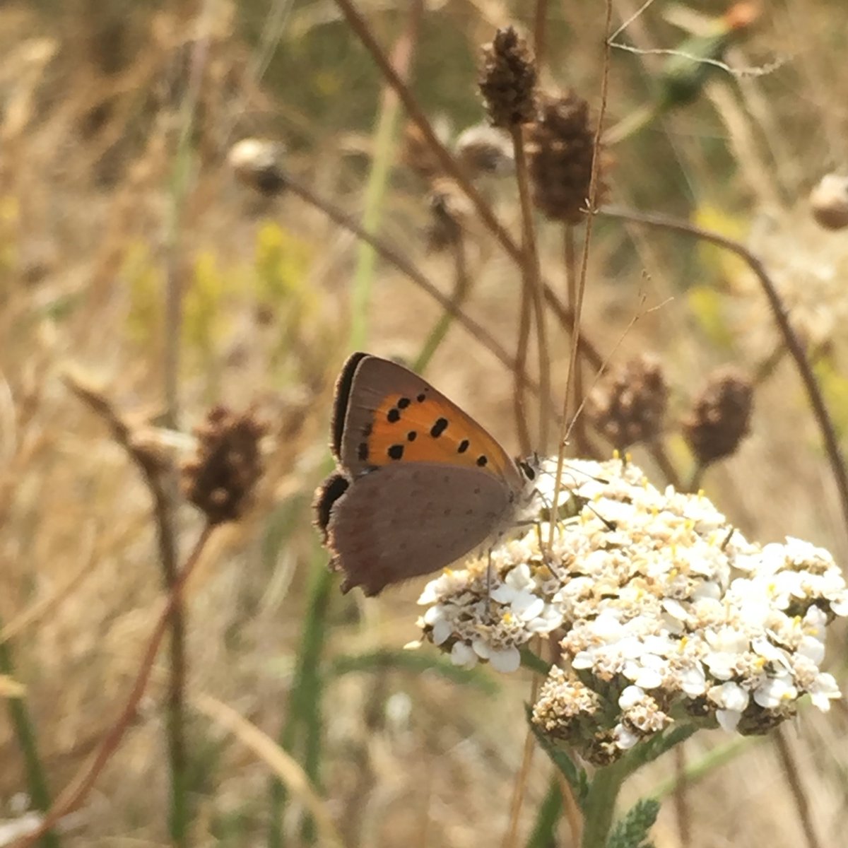 Today is  #NationalMeadowsDay  so I thought I’d create a thread about these super important and overlooked habitats – which can also be known as species rich grasslands. But what are they exactly and why do they matter? (1/11)