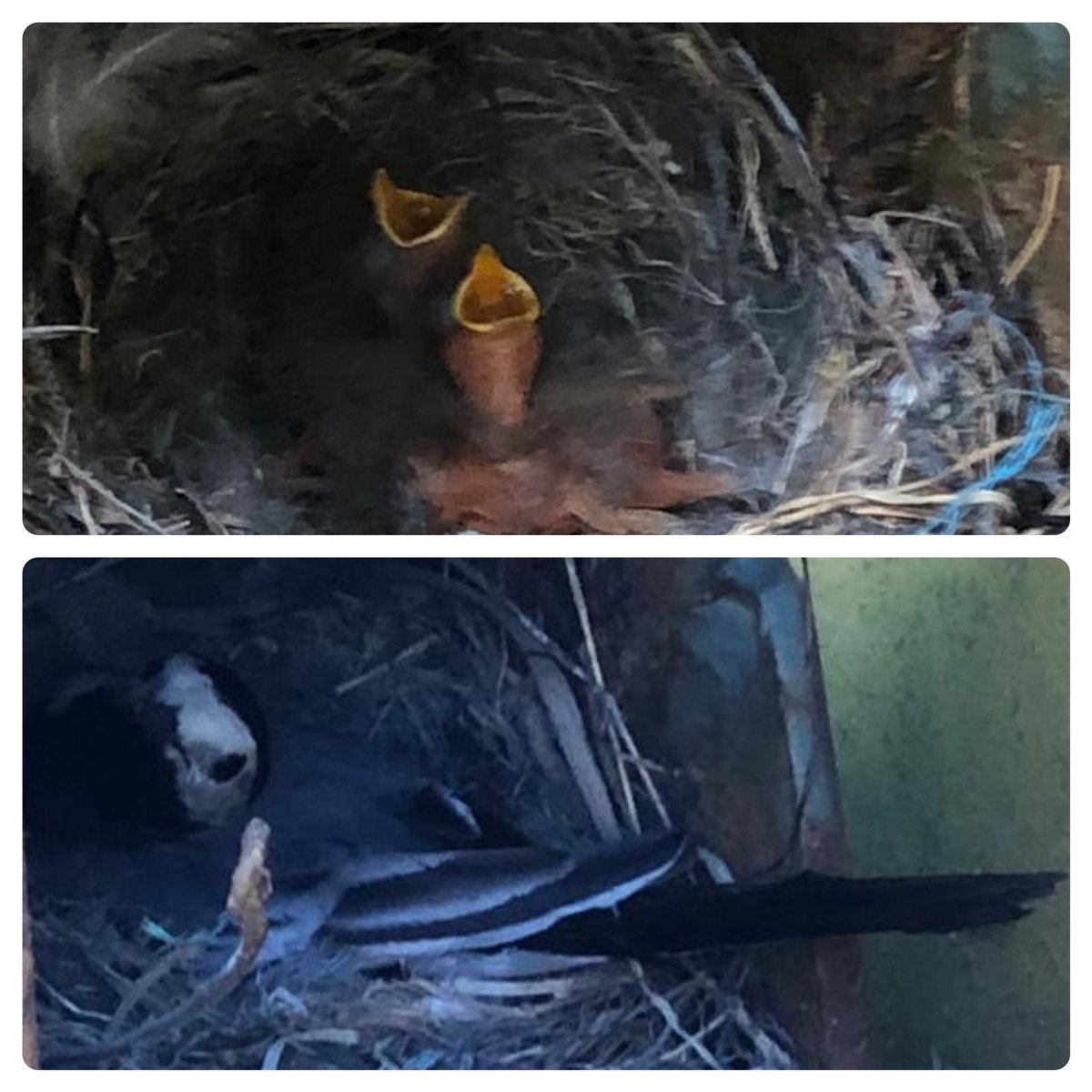 It not just our washplants that requires feeding, these chaps are keeping mum and dad busy too! #QuarryLife 
#BabyBirds
#NaturePhotography 
#Wildlife