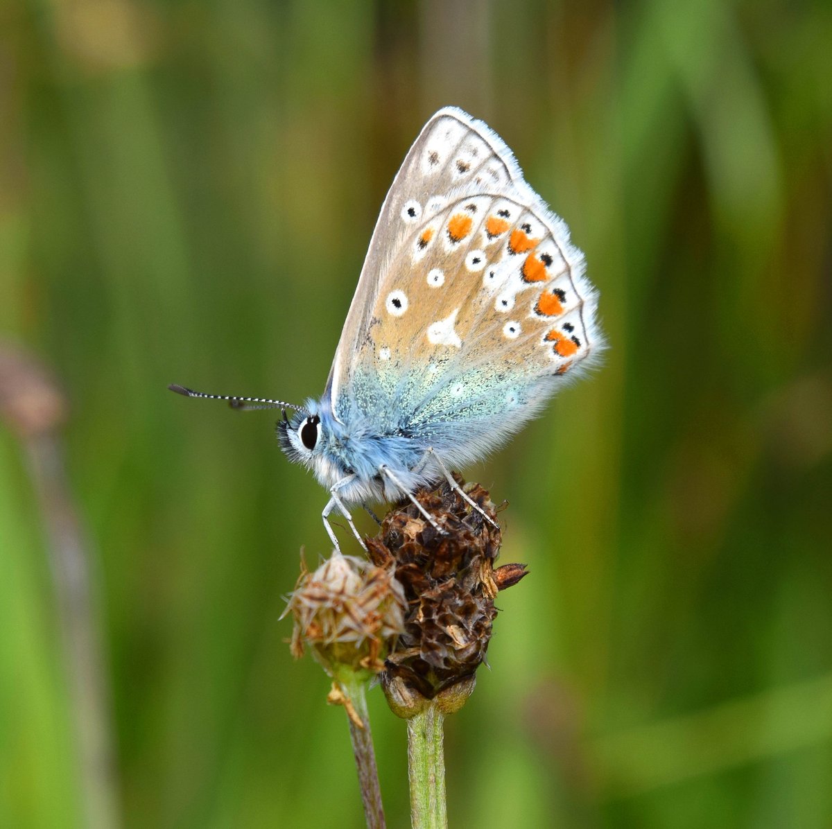 Species rich grasslands were once common in Britain and contain a high diversity of plant and insect life. There are different types depending on factors like soil pH and location – in them you can expect to find interesting wildflowers, grasses and even beautiful orchids (2/11)