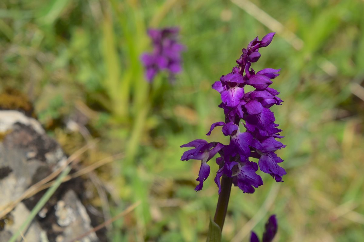 Species rich grasslands were once common in Britain and contain a high diversity of plant and insect life. There are different types depending on factors like soil pH and location – in them you can expect to find interesting wildflowers, grasses and even beautiful orchids (2/11)