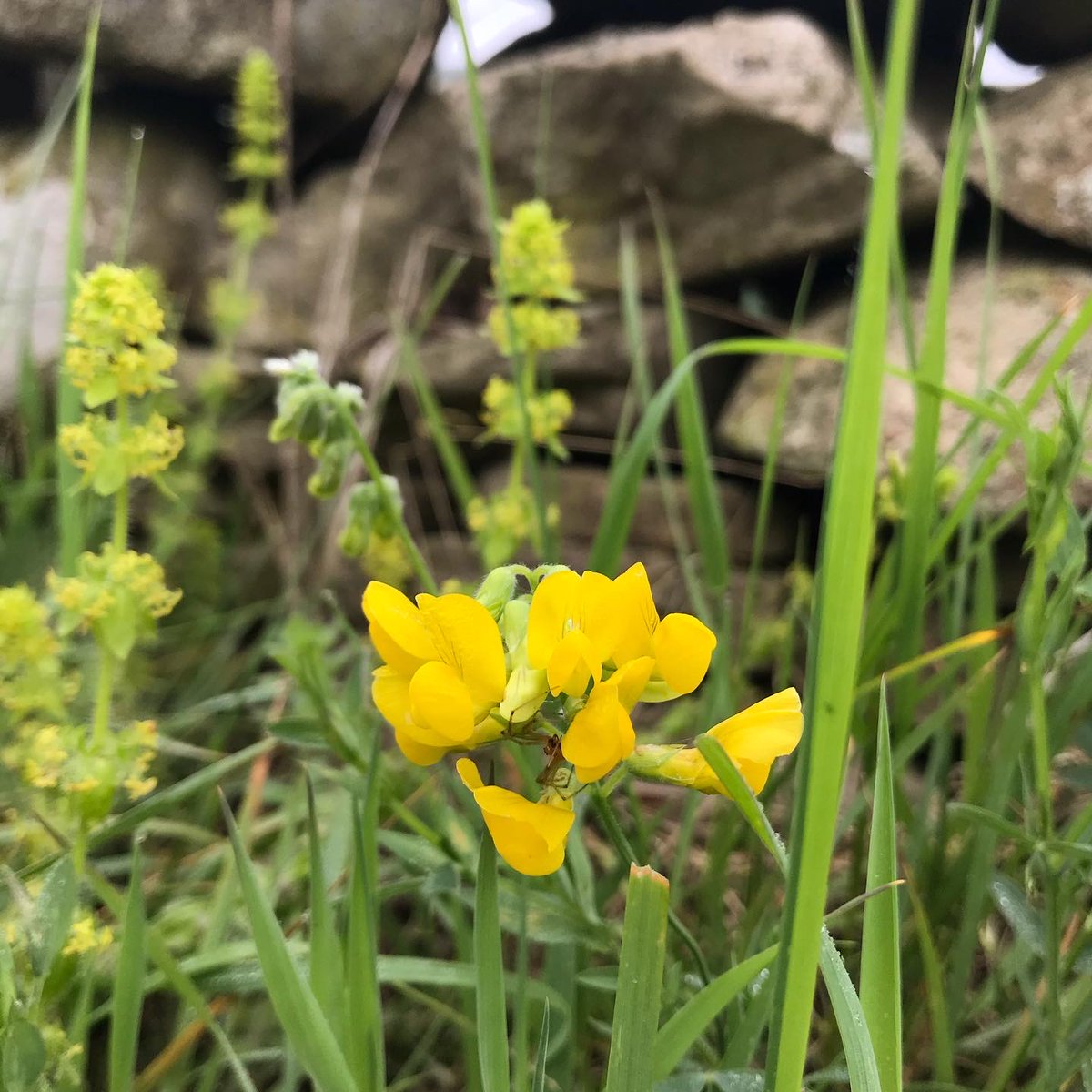 Species rich grasslands were once common in Britain and contain a high diversity of plant and insect life. There are different types depending on factors like soil pH and location – in them you can expect to find interesting wildflowers, grasses and even beautiful orchids (2/11)