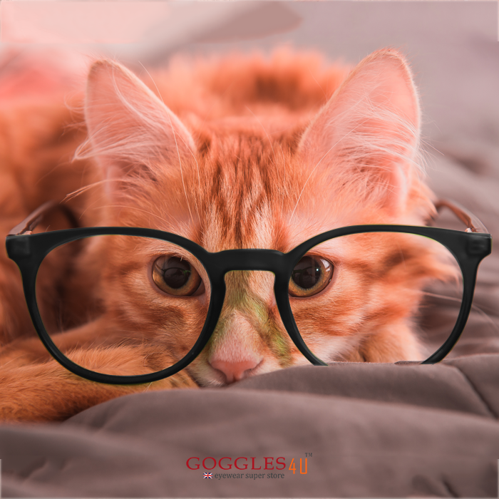 Goggles4u_UK's tweet photo. The weekend is all about easing off your mind with delicious food &amp; hearing all about your cat’s week long complains! What do you think? 
It's #Caturday again!
#weekends #easingout #leisuretime #goggles4uuk #glasses #frames #Eyeglasses #Sunglasses #UK #UKGlasses #OnlineShopping https://t.co/PUH5kwlBug