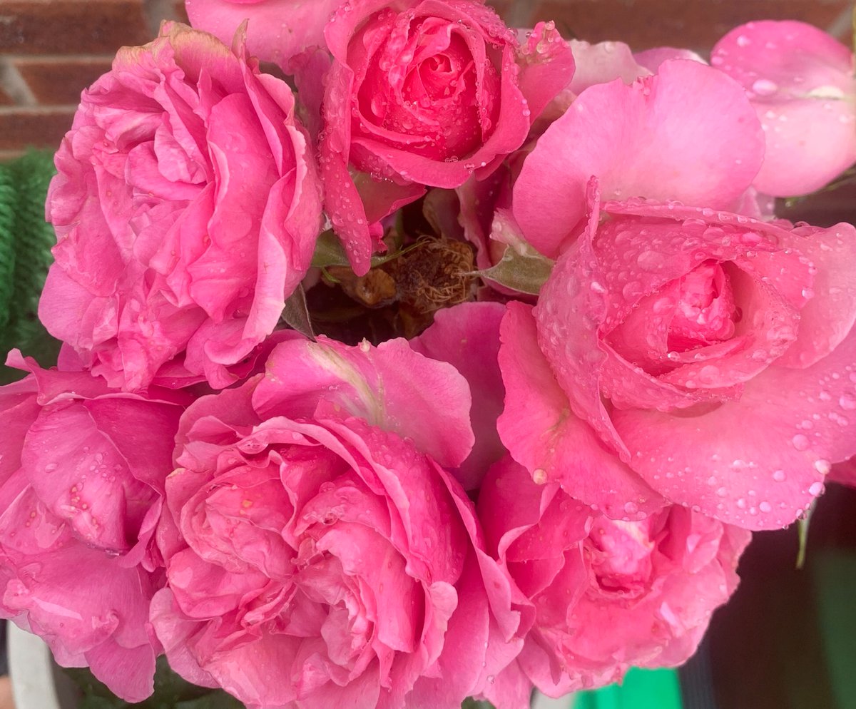 allblindz's tweet photo. Happy heavenly 12th birthday Saffie Rose ,hope you’re partying with the angels , thinking of your family today 💕🐝💕🐝💕@oursaffie https://t.co/rDKC8dOxkf