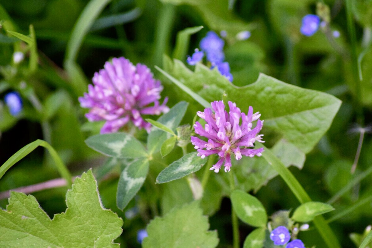 Today is  #NationalMeadowsDay  so I thought I’d create a thread about these super important and overlooked habitats – which can also be known as species rich grasslands. But what are they exactly and why do they matter? (1/11)