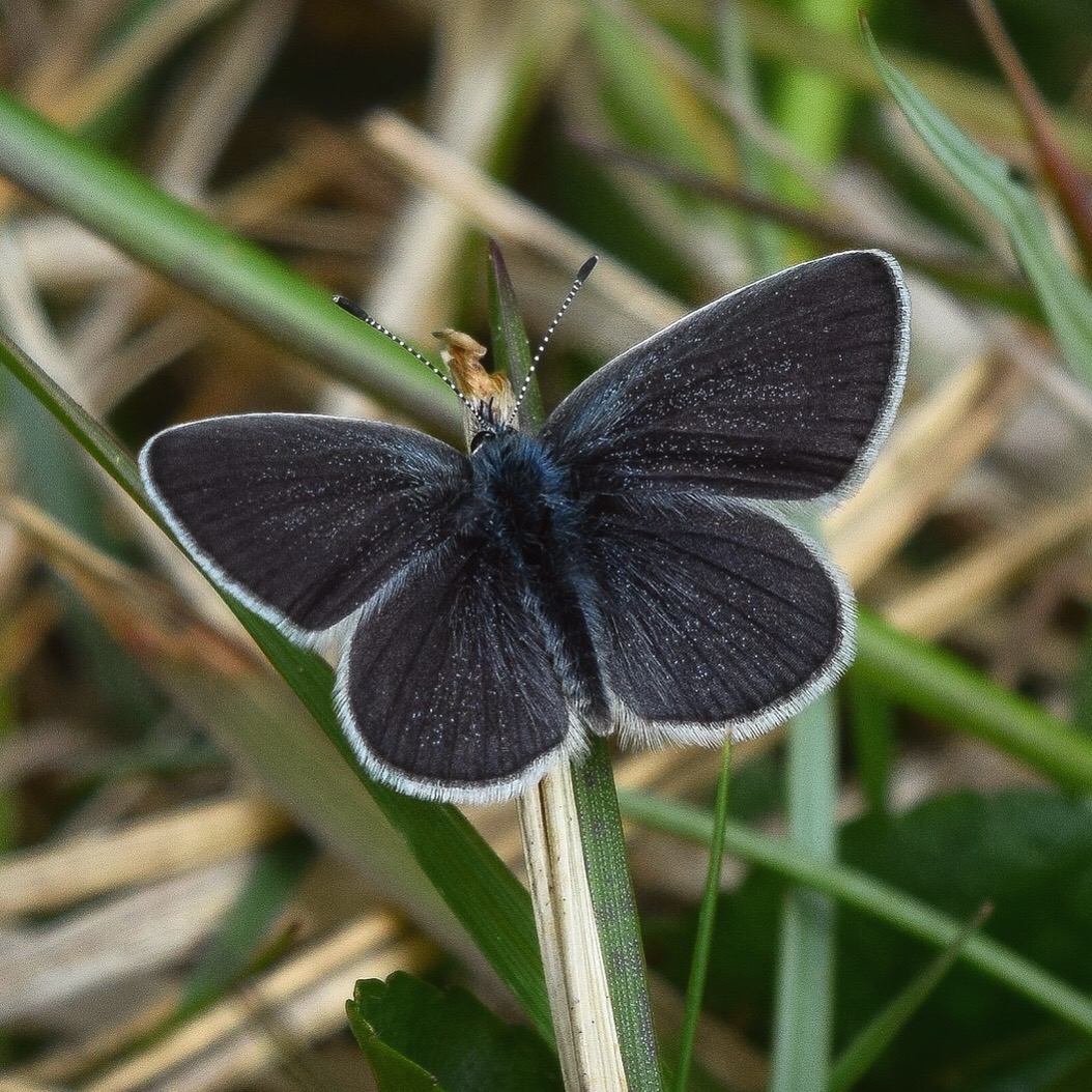 Healthy native grasslands are home to thousands of specialist plants, insects and fungi, which in turn support many other species like birds and mammals. However, they are also great for other reasons and provide us with free eco-system services. (3/11)