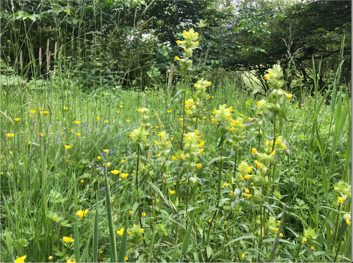 Unfortunately, our meadows have declined RAPIDLY and are still under serious threat. Wonderful charity  @plantlife state that we have lost at least 97% of our native meadows in less than a century. This is devastating for both nature and us  (5/11)