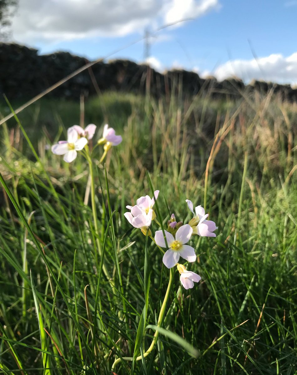 For example, grasslands can capture carbon and assist with flood mitigation (both important in the changing climate we live in). They are also BEAUTIFUL places to enjoy and part of our cultural heritage – helping to support our physical and mental wellbeing  (4/11)
