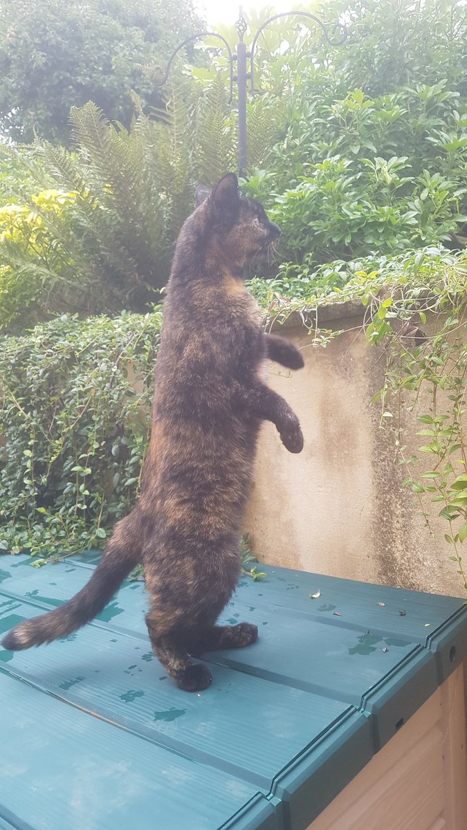 This isn't our cat is now trying to be us