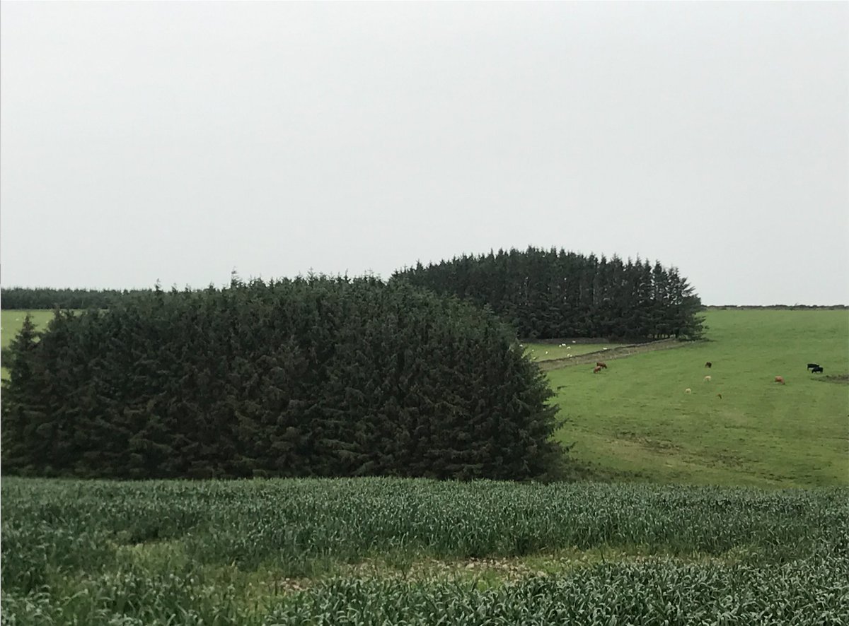Another risk to native meadows is TREEPLANTING Particularly in Scotland where we have ambitious planting targets to combat climate change. Remember, not all tree planting is equal – creating woodland by destroying another incredible biodiverse habitat isn’t helpful (7/11)