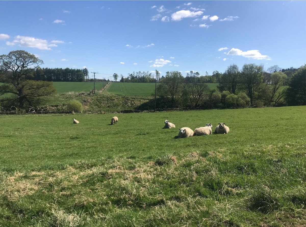 One major factor in their decline is agriculture – species rich grasslands are regularly ploughed up and reseeded with a dominant grass crop to create pastures for grazing livestock. Changing farm practices over the past 100 years have also seen increased chemical use (6/11)