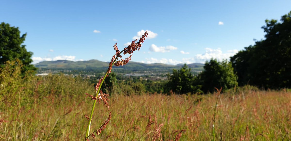 Here at  @nature_scot we're researching new remote sensing technology to locate our precious remaining fragments of grassland and help protect them before it’s too late. We are also trawling through historic aerial imagery to see which meadows have been lost over time (9/11)