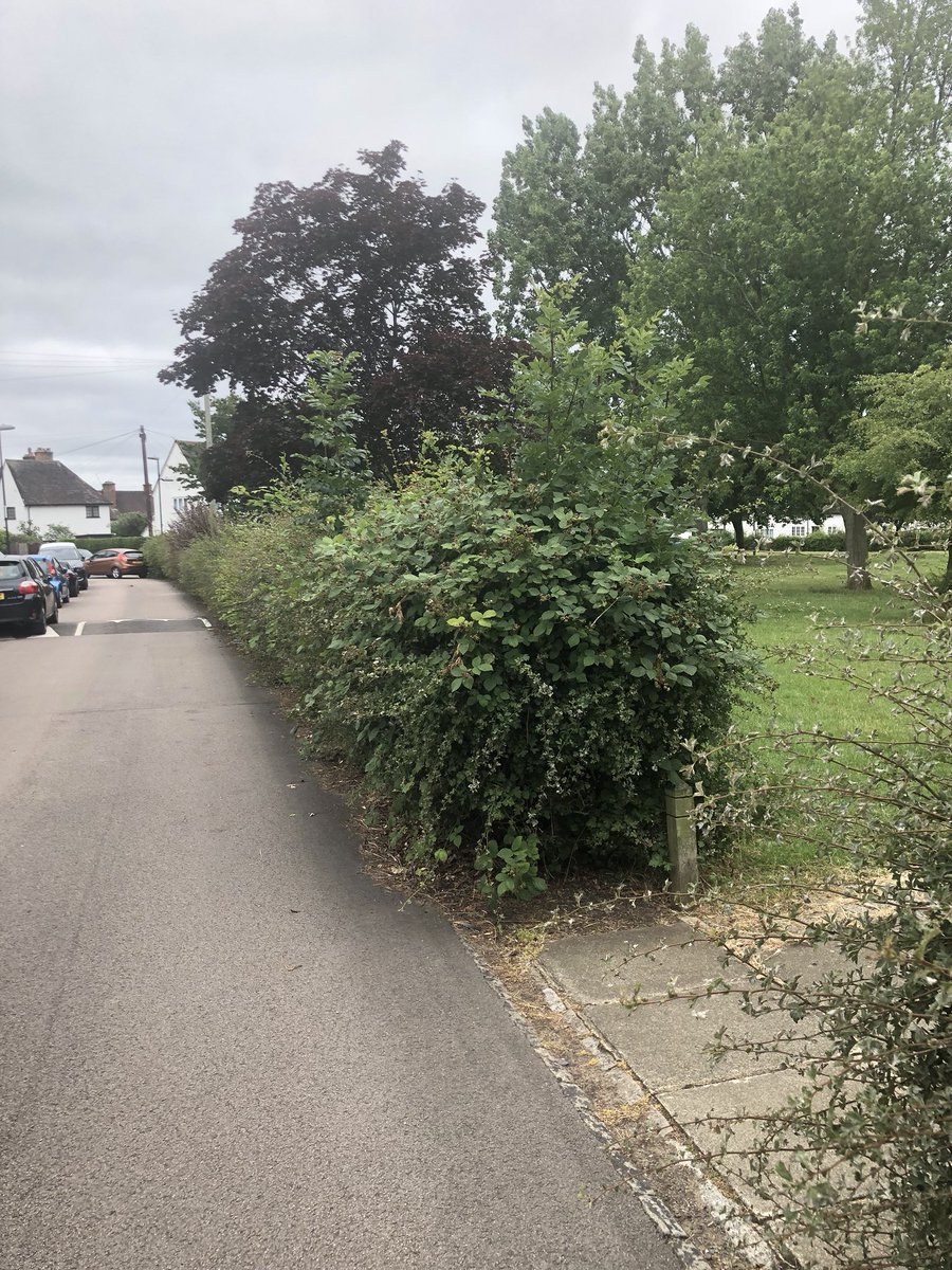 Spencer_Drury's tweet image. Lovelace Green is a lovely space in the middle of the @ProgressEstate but the bushes are now badly overgrown.  I’ve been in touch with @Royal_Greenwich Council to ask for them to be cut back. @ElthamMatters