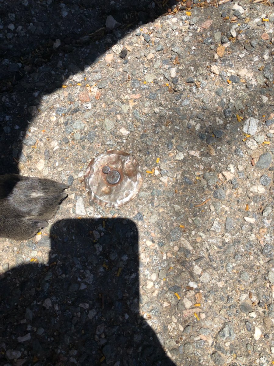 AugustaRedlin's tweet photo. On trails in BB, Paw is still at work, showing me survey stuff! Can't take him anywhere w/o lookin' down &amp; findin' markers...@crad1967 @bossplumber @Troy_Everson17 @Coop_Cat @Socal_Ibration @JohnGale23 @Barney_Everson https://t.co/TMRs3EfKuu