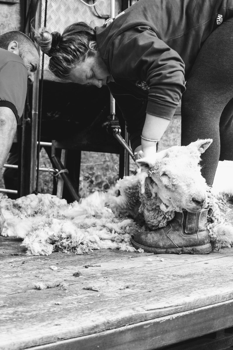 IFJaCs_farm's tweet photo. Shearing over with for another year. Some beautiful black and white photos from the day (they even let us have a go as well!)

#education #farming #sheepfarming #sheepshearing #blackandwhite #westdorset #bridport #art https://t.co/jrBJTzXdyy