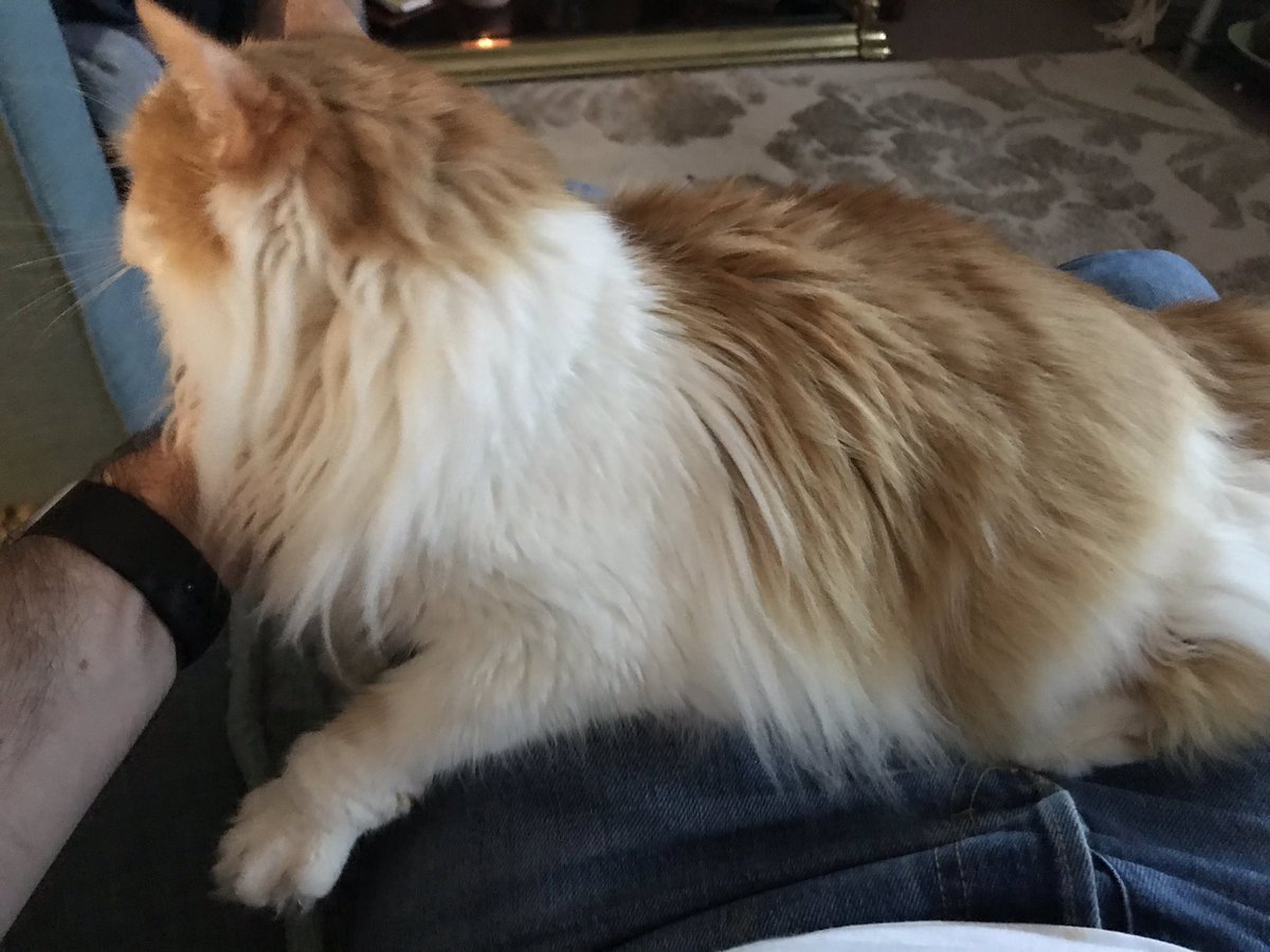 Poplifer73's tweet photo. Monkey Cat is happy to have me home!
#MonkeyCat #CheshireCat #ACatCalledMonkey #CatsOfCheshire https://t.co/NF15quA6DY