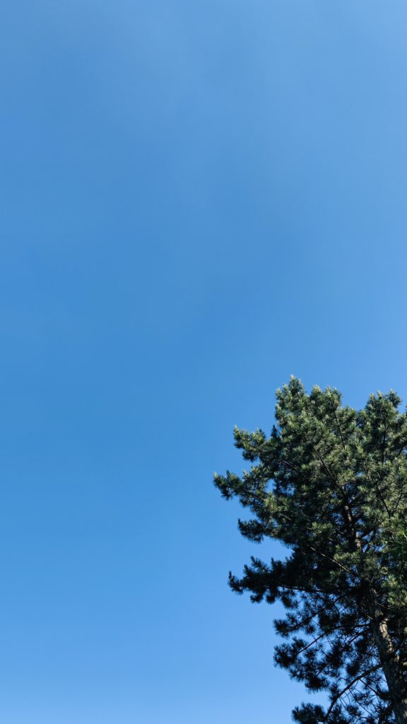 andresmolga0's tweet photo. There you have another minimalist wallpaper #inspiration #WALLPAPERIPHONE #iPhone #wallpPer #cool #nature #saturday #green #colors https://t.co/PVt85oGysd