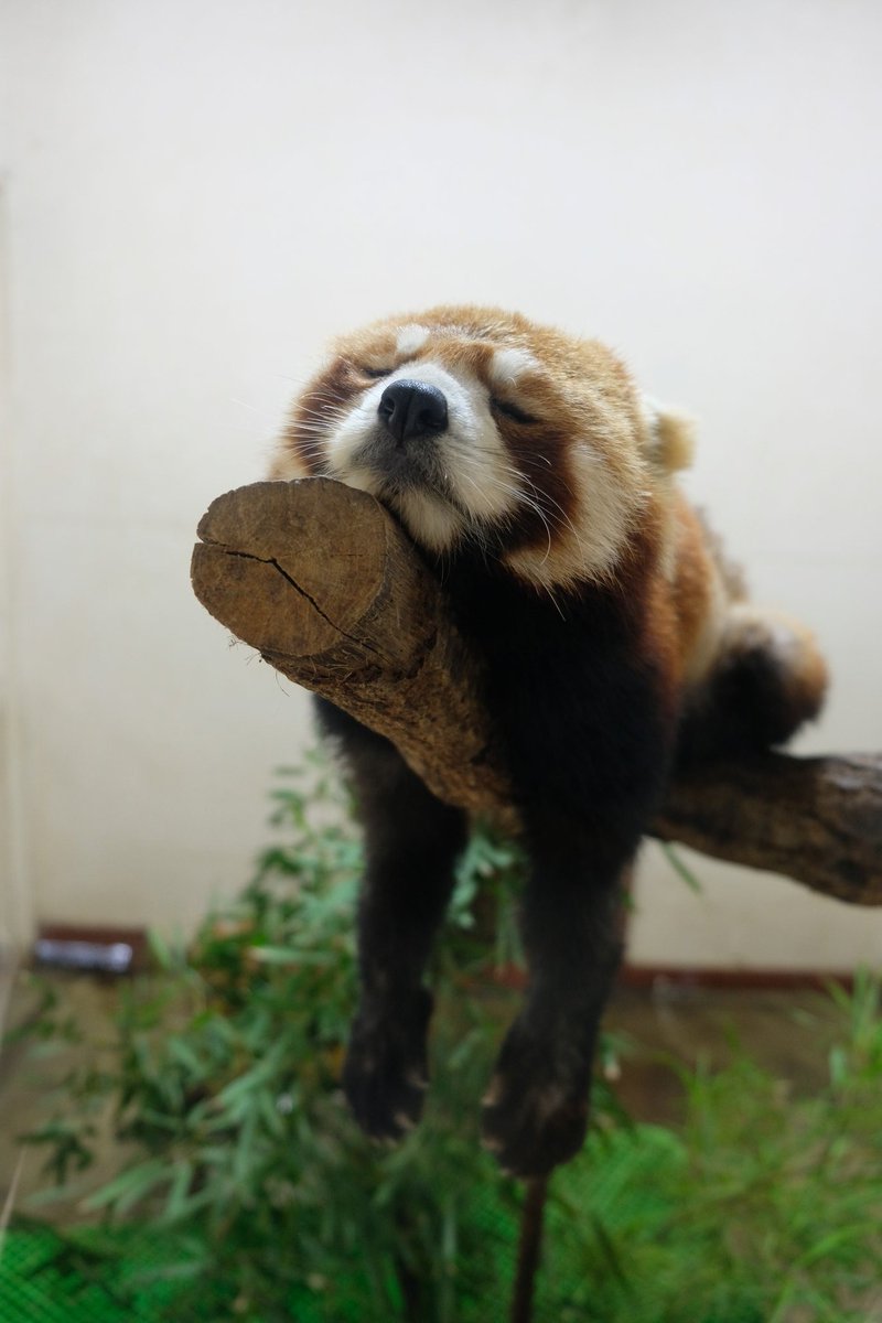 愛 貸し切り状態の動物園に来たらレッサーパンダがやる気なさ過ぎた Togetter