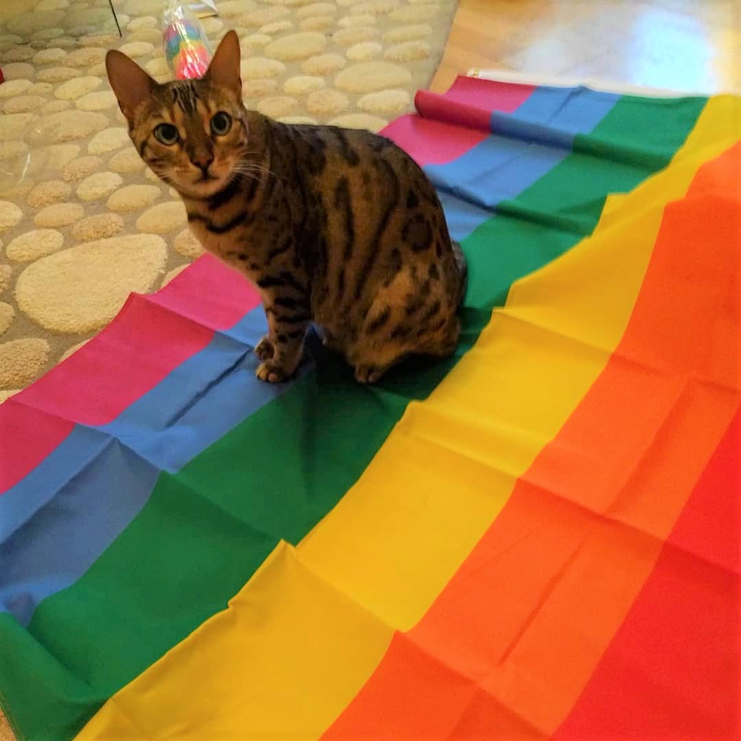 CintGroup's tweet photo. Happy #Caturday! This sweet Bengal cat, Lizzy proudly rocks her #Pride flag around the house. Her human, Mangus S. says she's the friendliest cat you'll ever meet. #weareCint #Cintastic #petsforpride #CatsofTwitter #meow #catlife https://t.co/bz775o8BLN