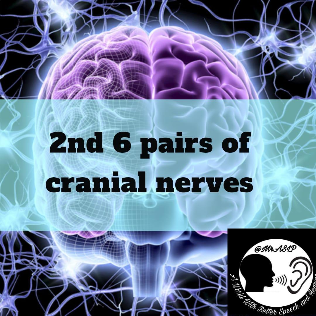 AslpMr's tweet photo. #mraslp #nerves #nervoussystem
#cranialnerves #nervetreatment
#olfactory #optic #occulomotor
#trochlear #trigeminal #abducens
#eyes #motor #sensory #smell
#vision #speech #cerebrum
#pons #midbrain #hearing
#cerebralpalsy #dysarthria
#facialnerve #vestibulocochlear https://t.co/c3fx0ibhYi