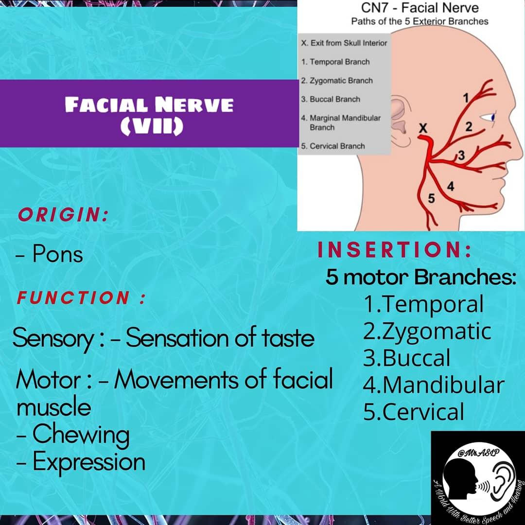 AslpMr's tweet photo. #mraslp #nerves #nervoussystem
#cranialnerves #nervetreatment
#olfactory #optic #occulomotor
#trochlear #trigeminal #abducens
#eyes #motor #sensory #smell
#vision #speech #cerebrum
#pons #midbrain #hearing
#cerebralpalsy #dysarthria
#facialnerve #vestibulocochlear https://t.co/c3fx0ibhYi