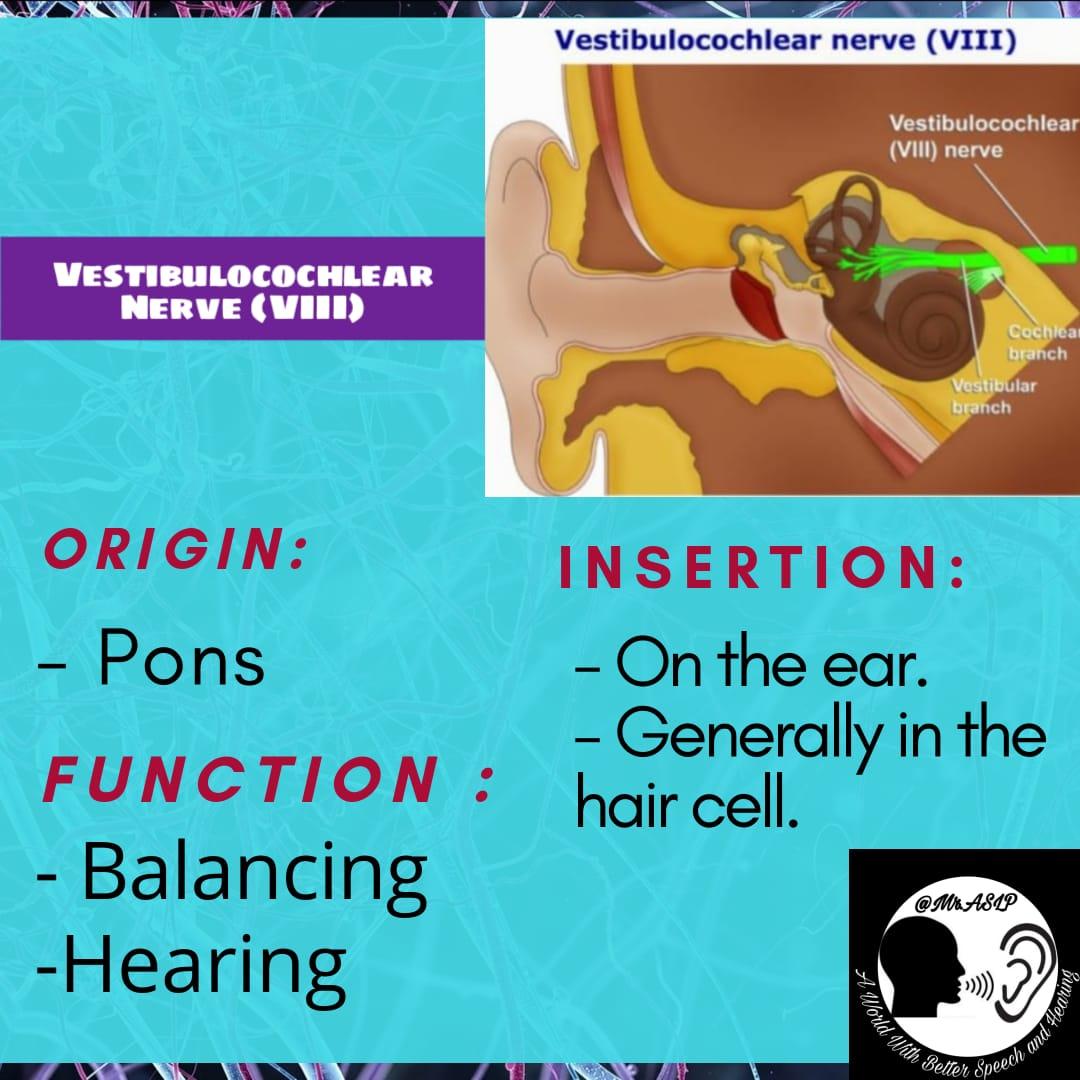 AslpMr's tweet photo. #mraslp #nerves #nervoussystem
#cranialnerves #nervetreatment
#olfactory #optic #occulomotor
#trochlear #trigeminal #abducens
#eyes #motor #sensory #smell
#vision #speech #cerebrum
#pons #midbrain #hearing
#cerebralpalsy #dysarthria
#facialnerve #vestibulocochlear https://t.co/c3fx0ibhYi