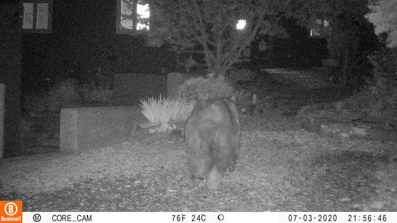 I moved the camera to the front yard, so I thought I missed the photo. But here you are!I'm a little surprised the bear was here around ten last night, and I totally missed it.