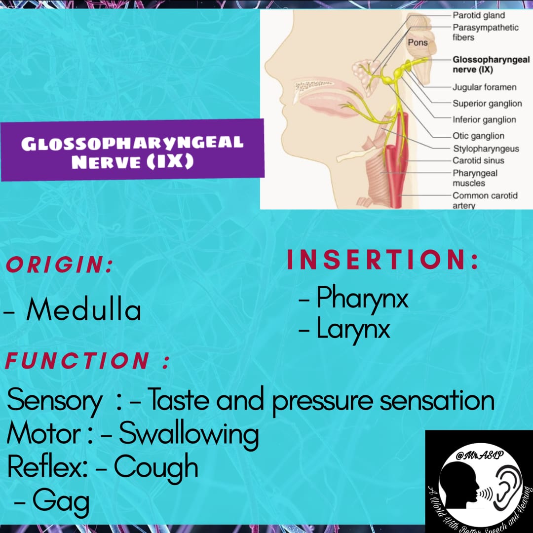 AslpMr's tweet photo. #mraslp #nerves #nervoussystem
#cranialnerves #nervetreatment
#olfactory #optic #occulomotor
#trochlear #trigeminal #abducens
#eyes #motor #sensory #smell
#vision #speech #cerebrum
#pons #midbrain #hearing
#cerebralpalsy #dysarthria
#facialnerve #vestibulocochlear https://t.co/c3fx0ibhYi