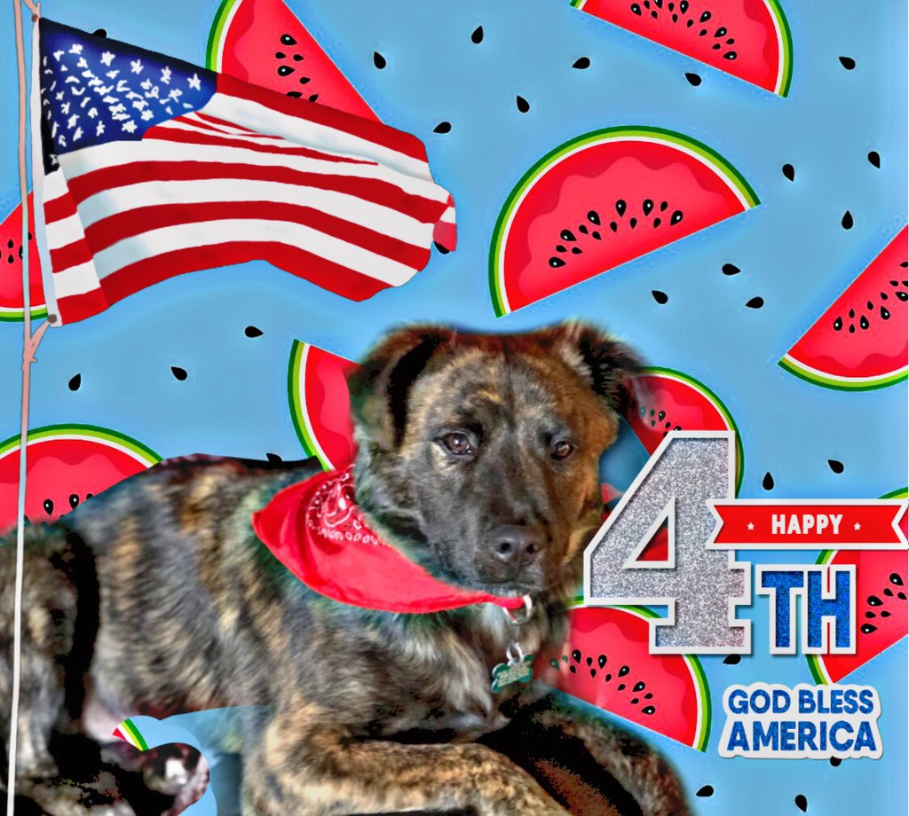GoodwinDex's tweet photo. Proud to be an #American. #FourthofJuly2020 #Dexcited 

Luv, Dex 🐾 https://t.co/3W8tC0LO2y