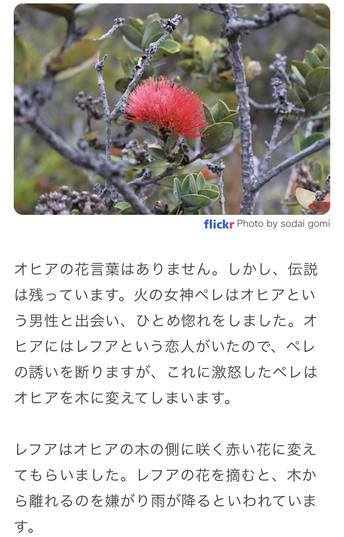 ｋ オヒア伝説について T Co Kcw49loouw Twitter