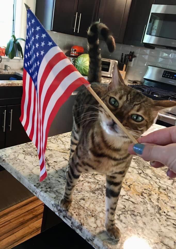 FlokiTheBengal's tweet photo. Happy 4th of July, and Happy #Caturday! 

Flöki’s not too happy about the noises happening tonight, but proud to be an American kitty! 

#flokithebengal ,#bengalsofinstagram ,#catsofinstagram ,#bengalcat #bengalcatsofinstagram https://t.co/VQpC7M7OUj